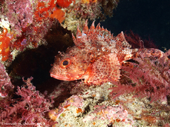 Scorpaena notata