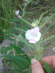 Sesamum indicum