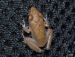 Pristimantis conspicillatus