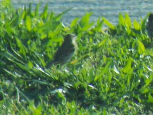 House Sparrow photographed in South Carolina
