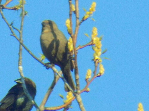 Brown-headed Cowbird photographed in South Carolina