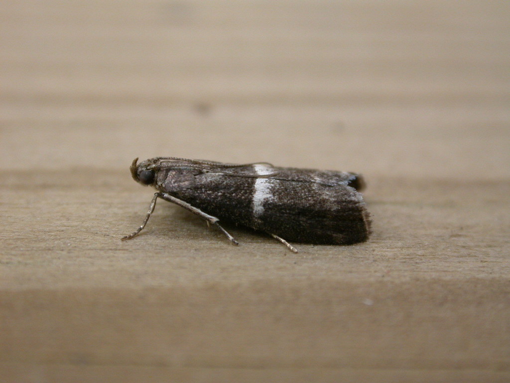White-barred Knot-horn