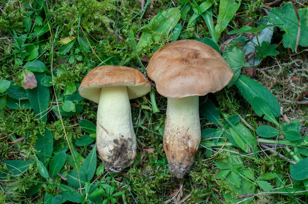 Butyriboletus subappendiculatus