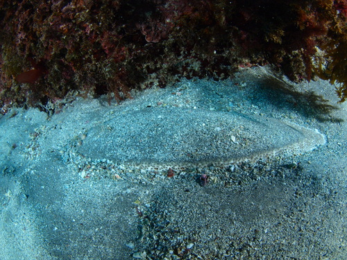 Representative image of Dagetichthys