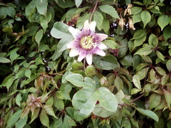 Passiflora alata × caerulea