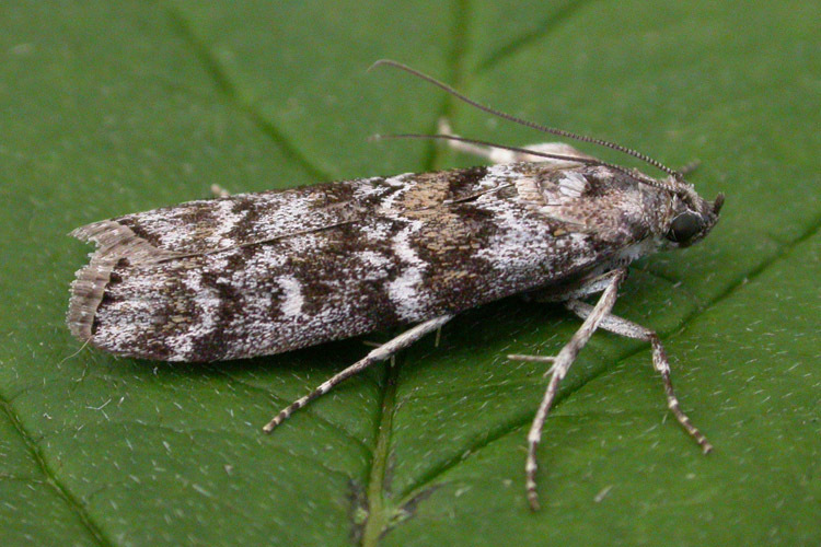 Dioryctria abietella