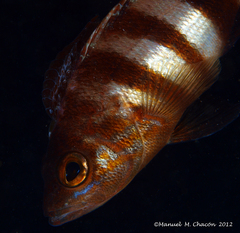 Serranus hepatus