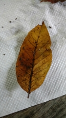 Magnoliopsida
