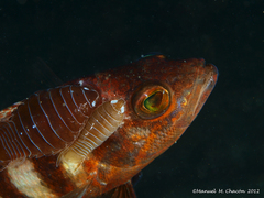 Serranus hepatus