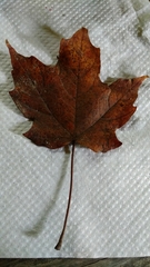 Acer