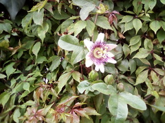 Passiflora alata × caerulea
