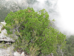 Pinus remota