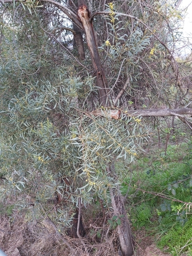 Image of Acacia rubida by (c) Tim, some rights reserved (CC BY)