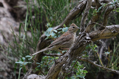 White-Capped Bunting photo 5
