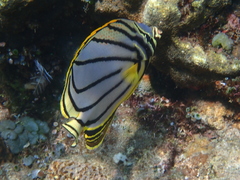Chaetodon meyeri