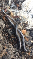 Ommatoiulus sabulosus aimatopodus