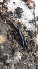 Ommatoiulus sabulosus aimatopodus