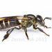 黑小蜜蜂 - Photo (c) ZestinSoh，保留部份權利CC BY-NC-SA