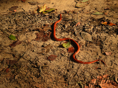 Photo of a Red Bamboo Snake (Oreocryptophis porphyraceus)