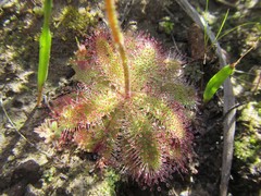 Drosera zeyheri