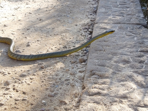 Common Tree Snake sighting