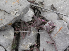 Callisia navicularis