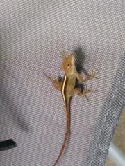 Anolis sagrei