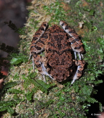 Oreobates quixensis