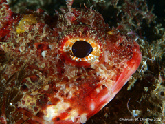 Scorpaena notata