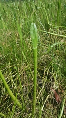 Lilaeopsis carolinensis