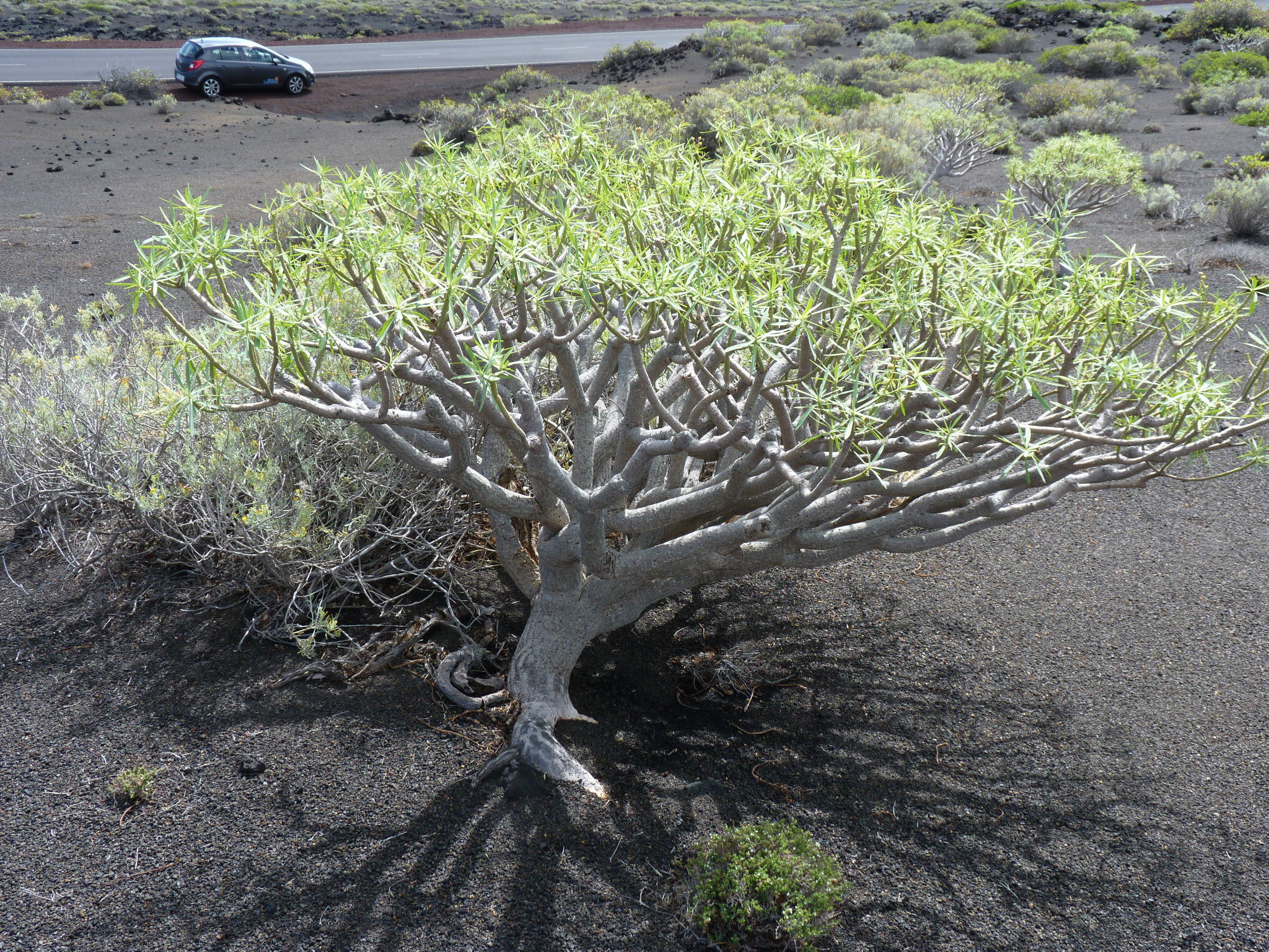 Euphorbia lamarckii