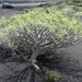Euphorbia lamarckii - Photo (c) stefanodirektor,  זכויות יוצרים חלקיות (CC BY-NC), הועלה על ידי stefanodirektor