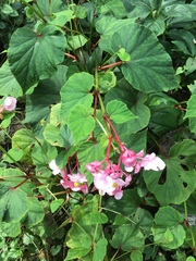 Begonia grandis
