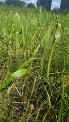 Lilaeopsis carolinensis