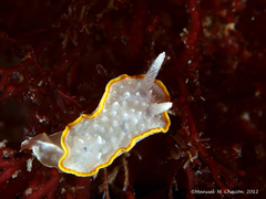 Diaphorodoris alba