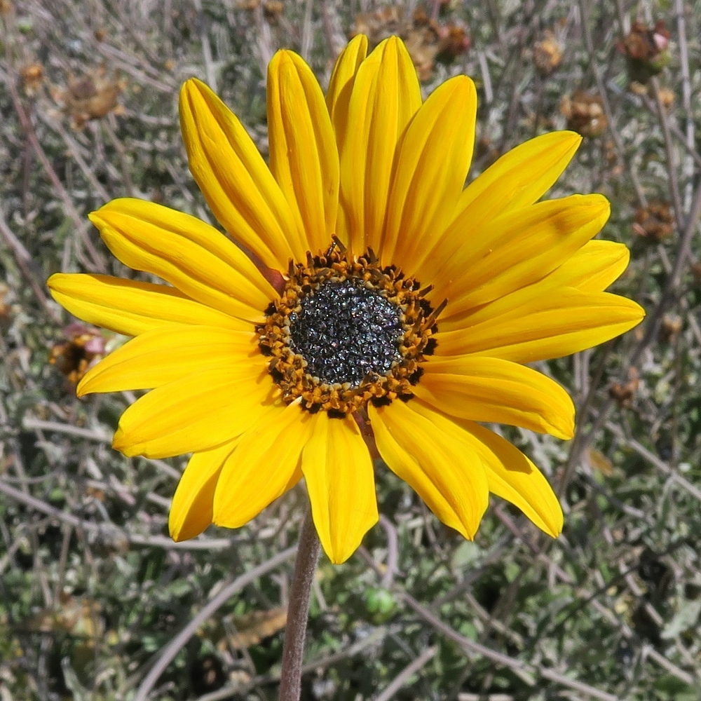 Arctotis auriculata