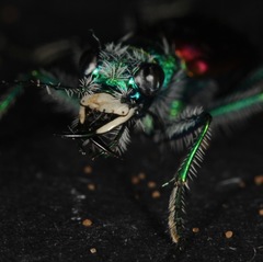 Cicindela scutellaris scutellaris