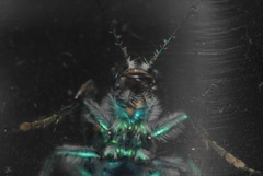 Cicindela scutellaris scutellaris