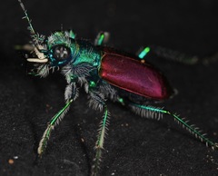 Cicindela scutellaris scutellaris