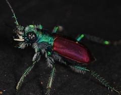 Cicindela scutellaris scutellaris