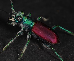 Cicindela scutellaris scutellaris