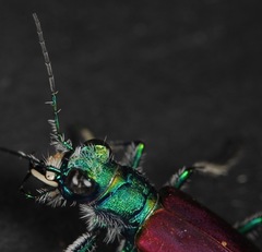 Cicindela scutellaris scutellaris