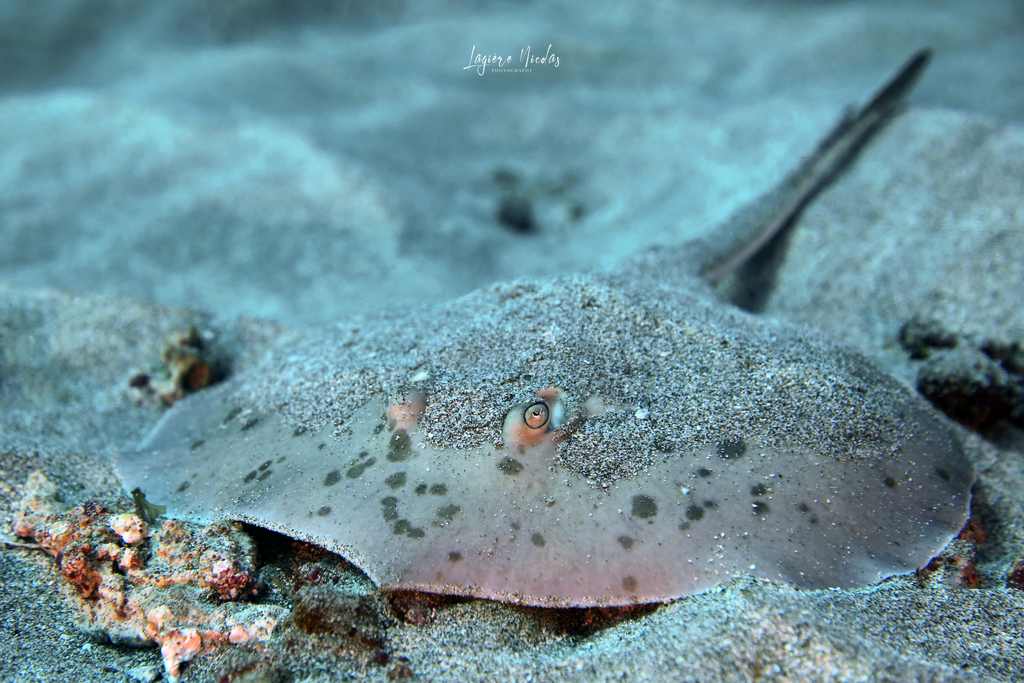 Starry Round Ray