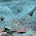 Thorny Round Stingray - Photo (c) Nicolas Lagière, some rights reserved (CC BY-NC), uploaded by Nicolas Lagière