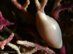 Simnia spelta