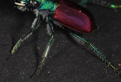 Cicindela scutellaris scutellaris