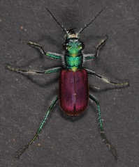 Cicindela scutellaris scutellaris