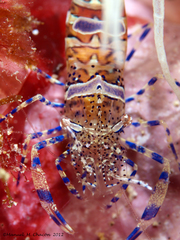 Periclimenes sagittifer