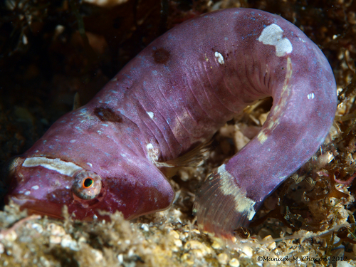 Two-spotted clingfish (Diplecogaster bimaculata) — Gobiesocidae