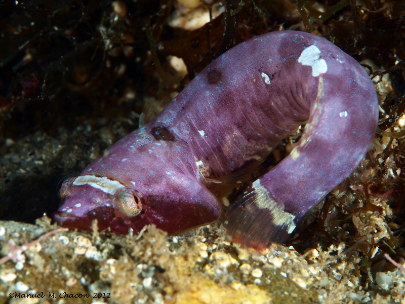 Tweevlek-zuignapvis (Diplecogaster bimaculata) — Gobiesocidae